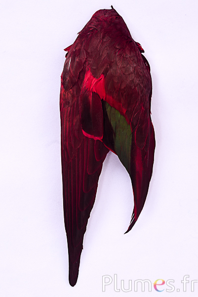Aile canard - 5 x 13 cm - rouge
